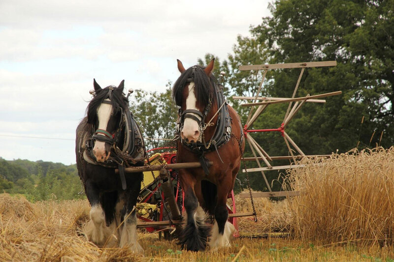 Le cheval Shire dans des travaux agricoles