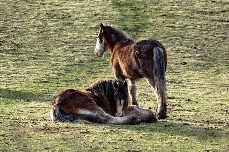 Une vue du Cheval Shire dans un pr�