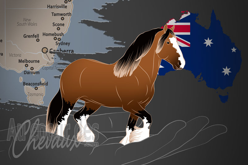 L'Association Australienne du Cheval Shire Inc., une organisation qui g�re le cheval shire en australie