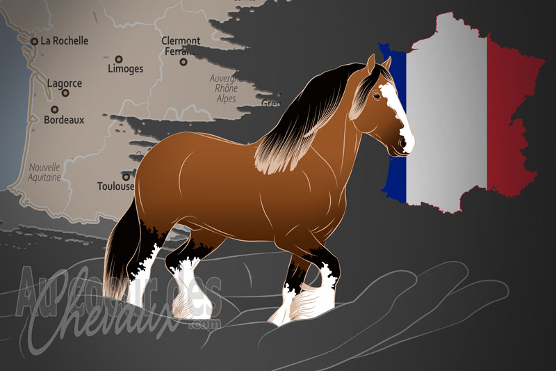 L'Association Fran�aise du Cheval Shire, une organisation qui g�re le cheval shire en france