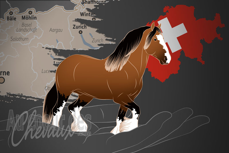 La Shire Horse Schweiz un organisme de race en Suisse