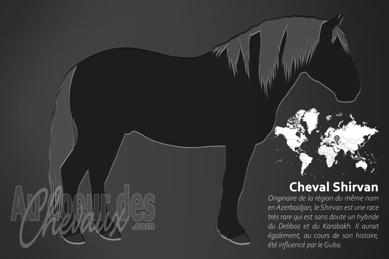 Le Shirvan un cheval de trait l�ger originaire de l'Azerba�djan