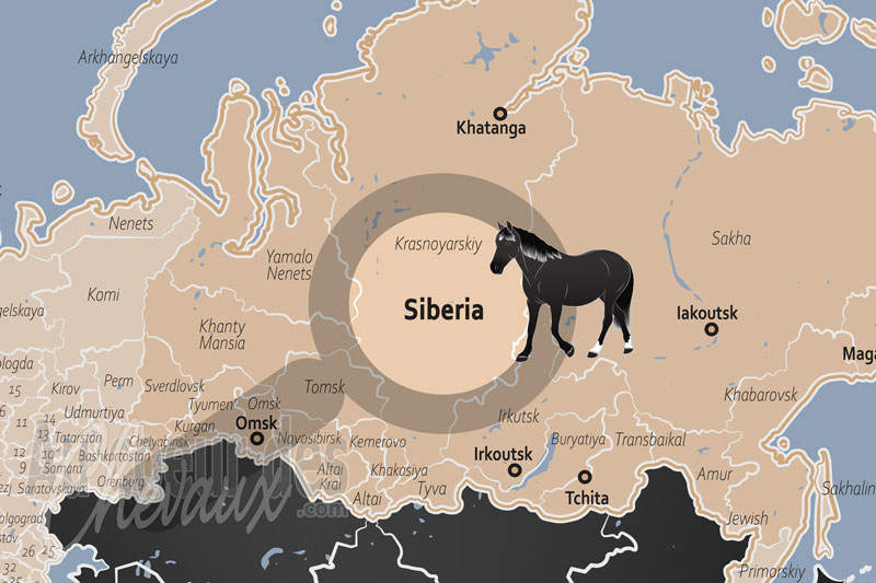 La Sib�rie, l'�pop�e des chevaux de glace sur la terre des extr�mes