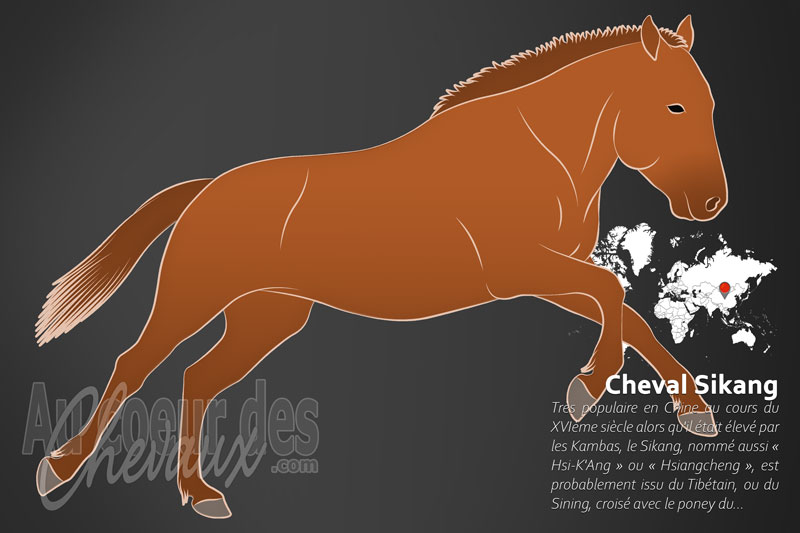 Le Sikang un cheval de petite taille originaire de la Chine