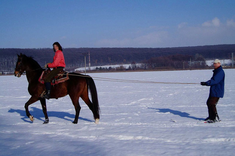 Un cheval dans le ski j�ering de loisirs
