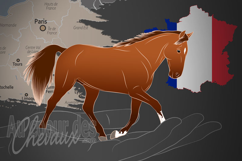 La Soci�t� d'Encouragement � l'�levage du Cheval Fran�ais, un organisme de gestion de race de chevaux en France