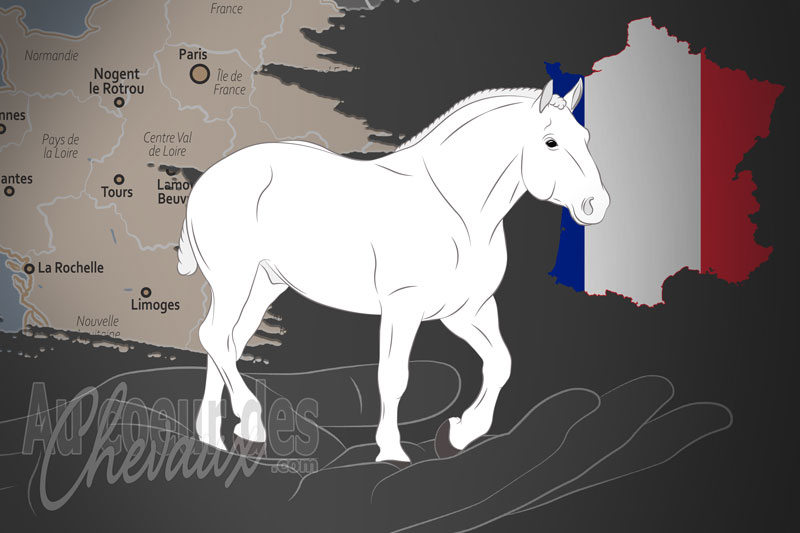 La Soci�t� Hippique Percheronne de France un organisme de race en France