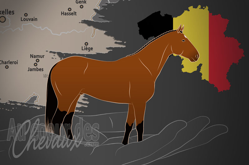 La Soci�t� Royale � Le Cheval de Sport Belge �, un organisme de gestion du cheval de sport belge en belgique