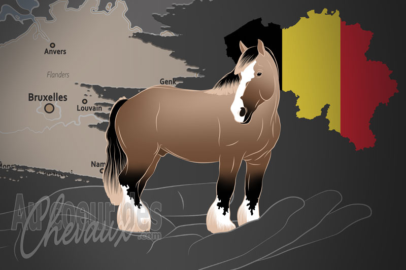 La Soci�t� Royale du Cheval de Trait Belge, une organisation qui g�re le cheval de trait belge en belgique