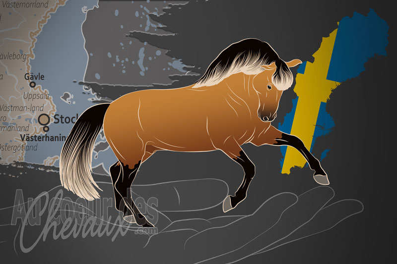 La Soci�t� Su�doise du Cheval Lusitanien, un organisme de gestion du lusitanien en su�de