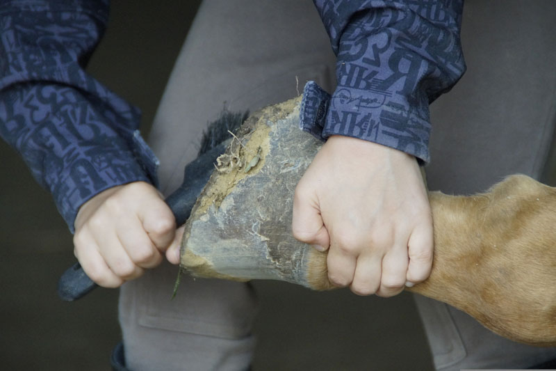 Le nettoyage d'un sabot du cheval