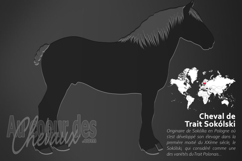 Le Sok�lski un cheval de trait originaire de la Pologne