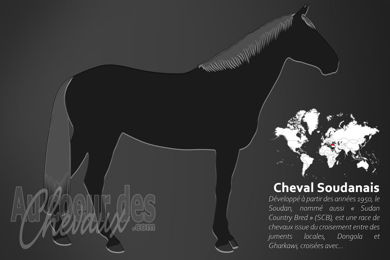Le Soudan un cheval de selle originaire du Soudan