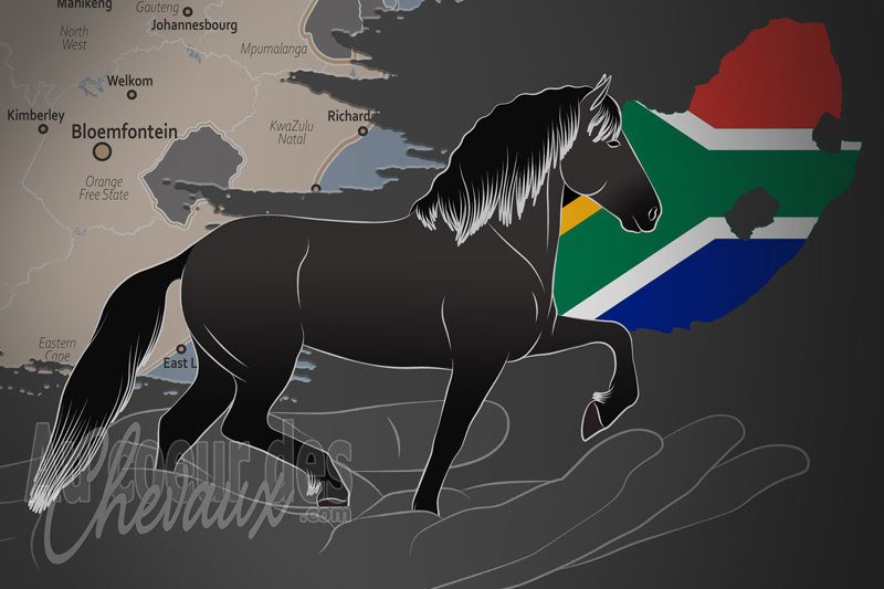 Le South African Stud Book un organisme de race en Afrique du Sud