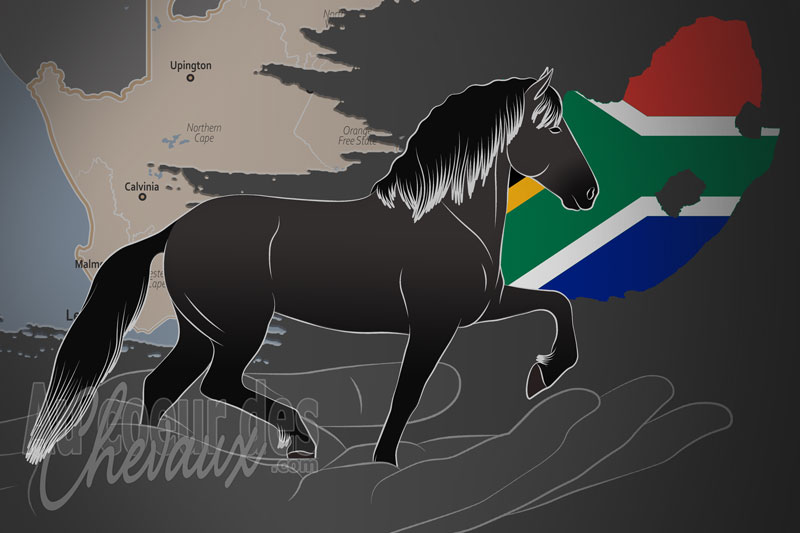 La Soci�t� Sud Africaine des �leveurs de Vlaamperd, un organisme de gestion du vlaamperd en afrique du sud