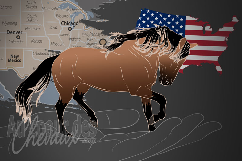 L'Association du Cheval Barbe Espagnol, un organisme de gestion du barbe espagnol aux �tats unis