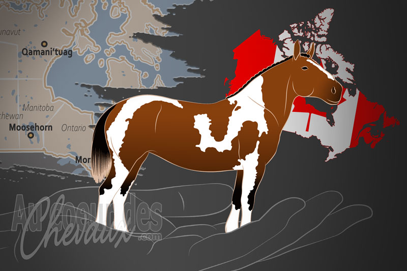 Le Registre des Chevaux de Trait Tachet�s, une organisation qui g�re le cheval de trait pie am�ricain au canada