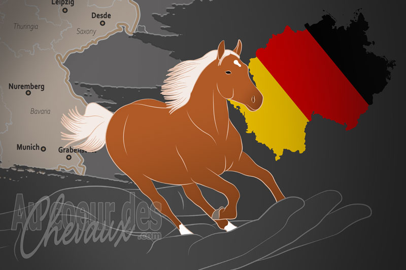 L'Association Ferme Saint L�onard, une organisation qui g�re le cheval leonhard en allemagne