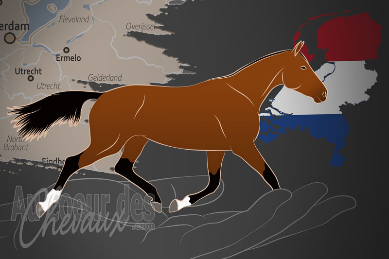 La Stamboek NRPS un organisme de race aux Pays Bas