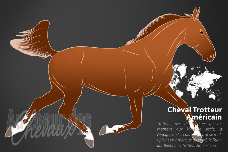 Le Cheval Trotteur Am�ricain, la gen�se de la vitesse pure