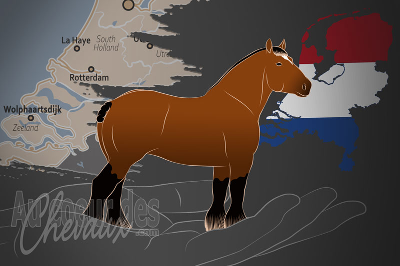 La Fondation Zeeland pour le Cheval de Trait, un organisme de gestion du trait hollandais aux pays bas