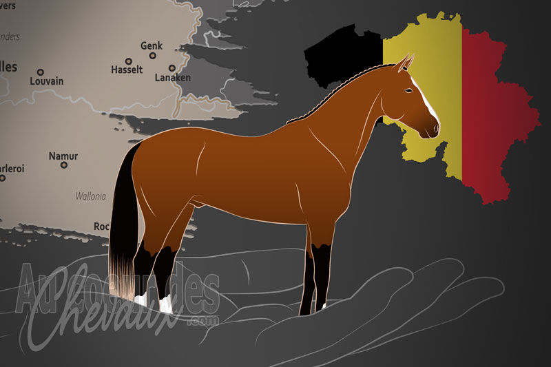 Le Haras du Cheval Zangersheide, un organisme de gestion du zangersheide aux pays bas