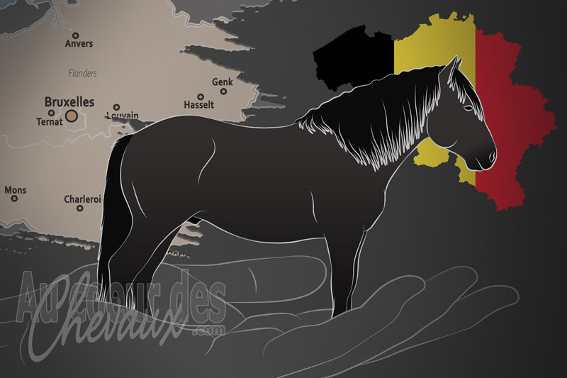 Le Stud Book Belge du M�rens Asbl un organisme de race en Belgique