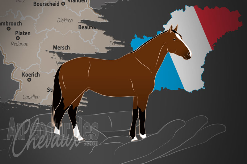Le Stud Book du Cheval de Selle Luxembourgeois un organisme de race au Luxembourg