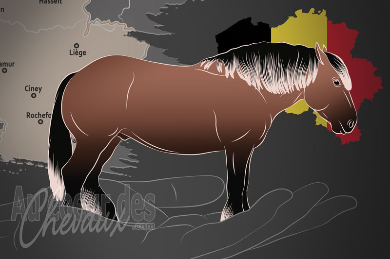 Le Stud Book du Cheval de Trait Ardennais, une organisation qui g�re le cheval ardennais en belgique