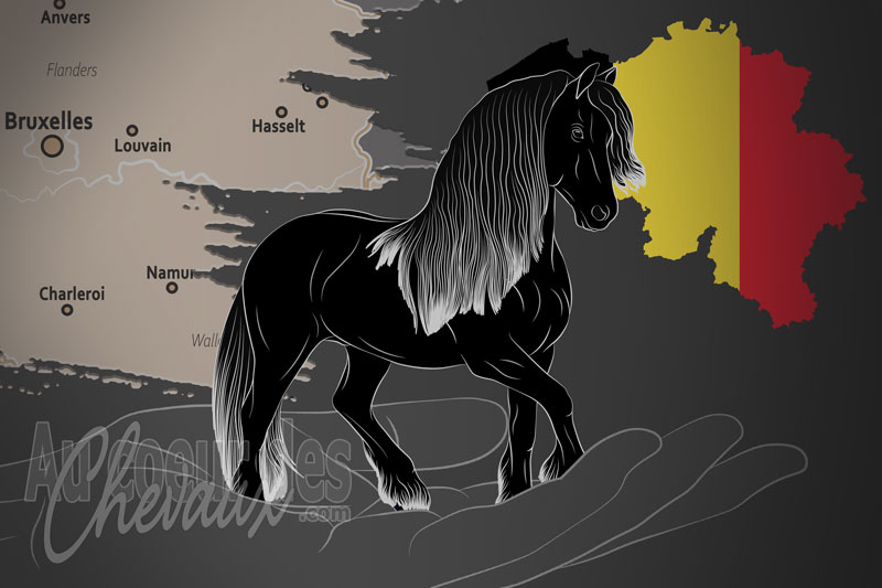 Le Studbook Belge du Cheval Frison un organisme de race en Belgique