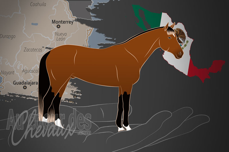 Le Studbook la Silla un organisme de race au Mexique