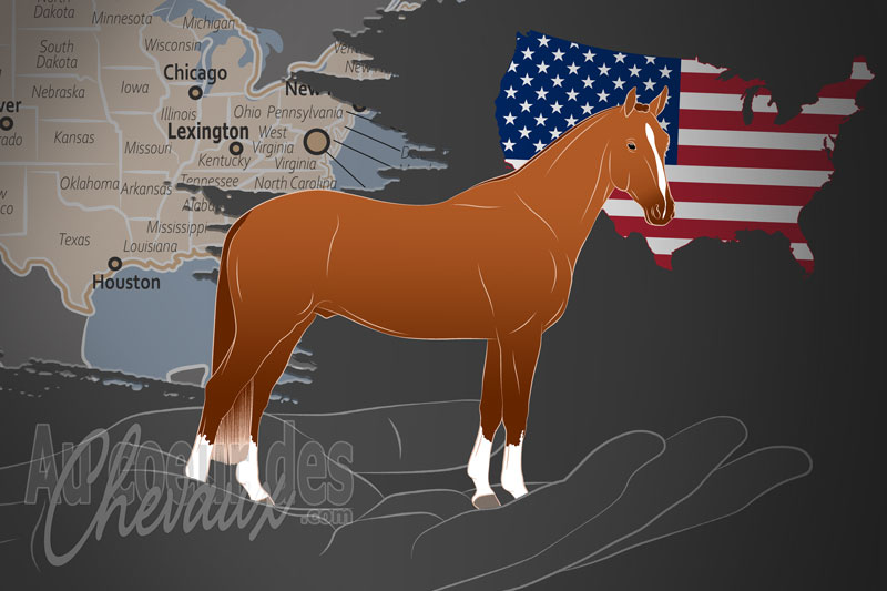 Le Registre Nord Am�ricain du Cheval de Selle Fran�ais, une organisation qui g�re le cheval de selle fran�ais aux �tats unis