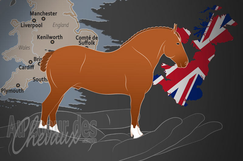 La Soci�t� du Cheval Suffolk, un organisme de gestion du suffolk punch au royaume uni
