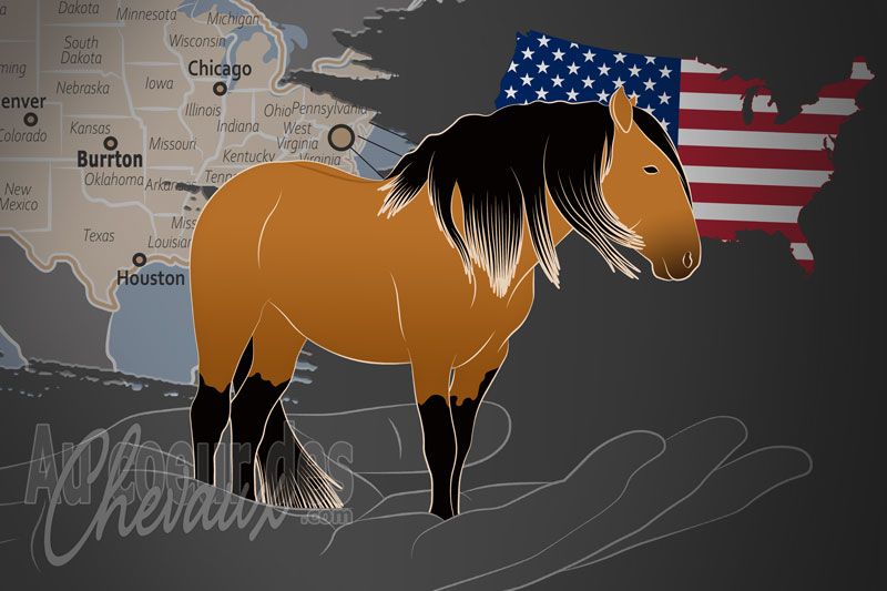 Le Registre du Cheval Sulphur Springs Inc., un organisme de gestion du sulphur springs aux �tats unis