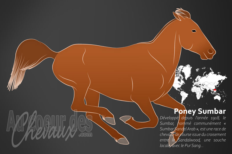 Le Sumbar un cheval de petite taille originaire de l'Indon�sie
