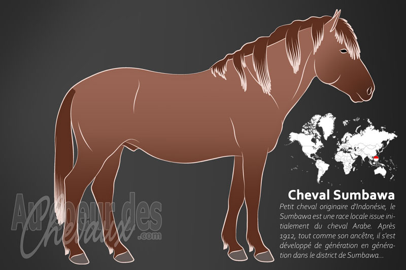 Le Sumbawa un poney originaire de l'Indon�sie