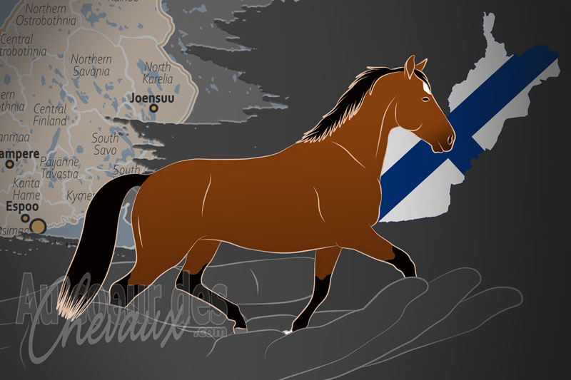 La Suomen Hippos Ry un organisme de race en Finlande