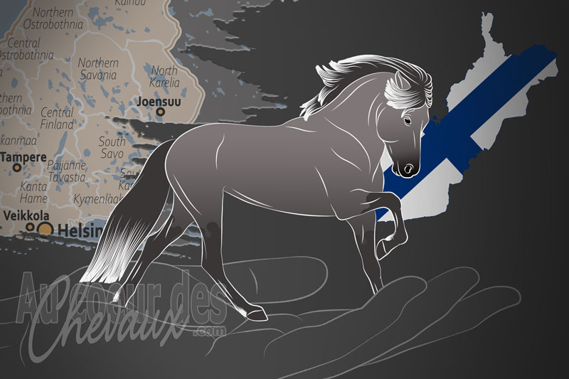 La Suomen Islanninhevosyhdistys un organisme de race en Finlande