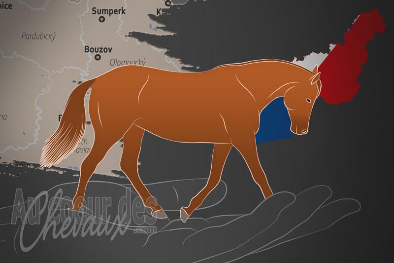 La Svaz Chovatelu Cesk�ho Sportovn�ho Pony un organisme de race en Tch�quie