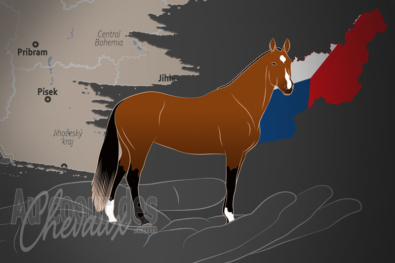 La Svaz Chovatelu Cesk�ho Teplokrevn�ka un organisme de race en Tch�quie