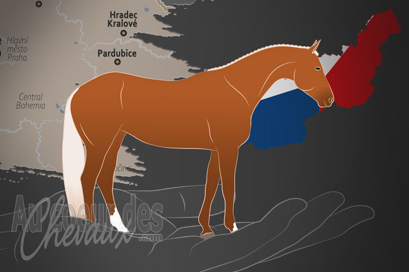 L'Association Slovaque des �leveurs de Chevaux de Sang Chaud, un organisme de gestion du selle slovaque en tch�quie