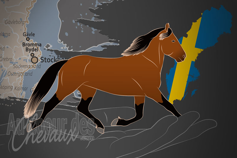L'Association Su�doises des Chevaux de Trot, un organisme de gestion du trotteur su�dois du nord en su�de