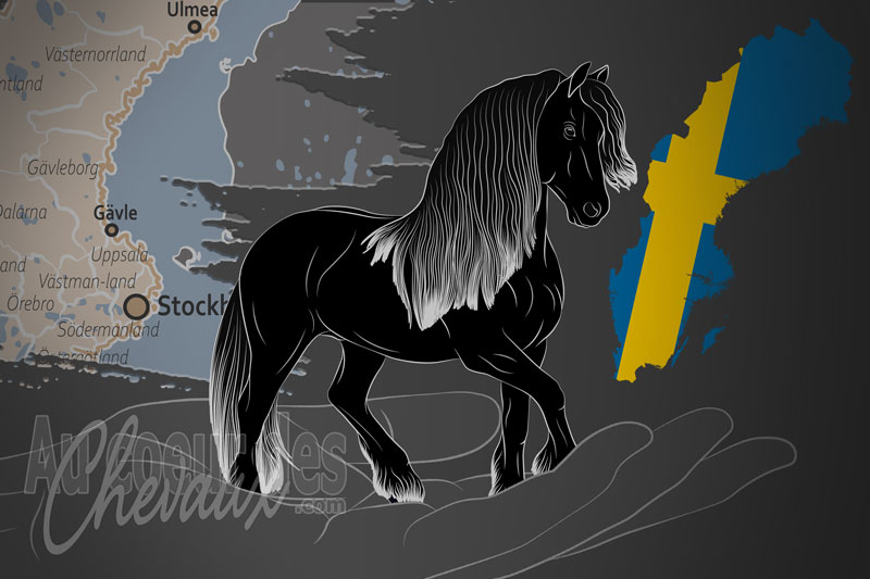 L'Association Su�doise du Cheval Frison, un organisme de gestion du frison en su�de