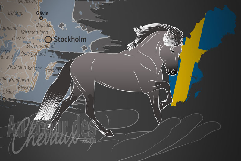 La Svenska Islandsh�stf�rbundet un organisme de race en Su�de