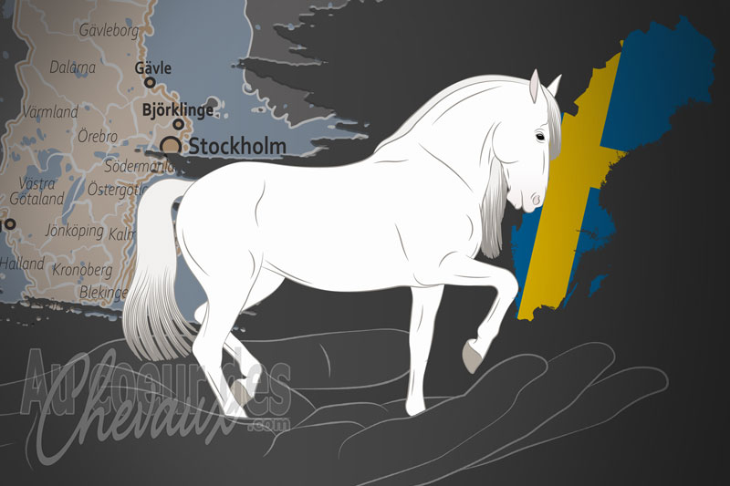 L'Association des Chevaux PRE de Su�de, un organisme de gestion du pure race espagnole en su�de