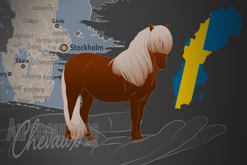 La Sweden Sveriges Shetlandss�llskap un organisme de race en Su�de