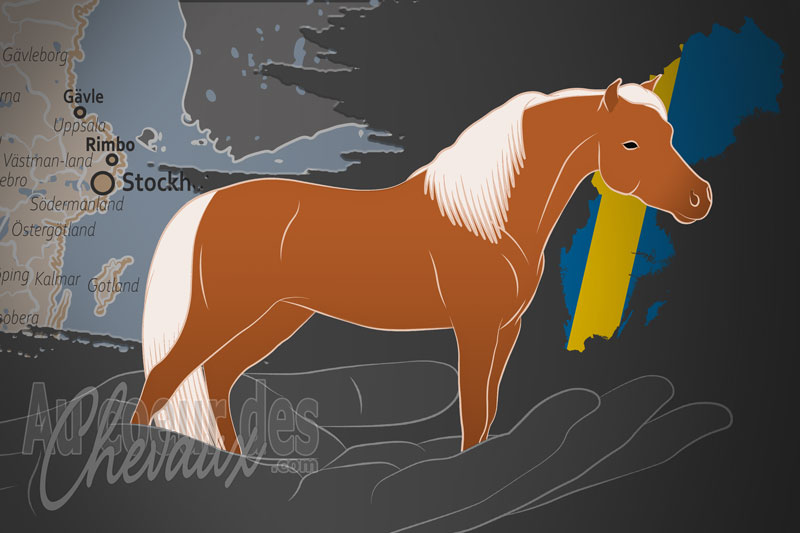 L'Association Su�doise de Chevaux Miniatures, un organisme de gestion du miniature am�ricain en su�de