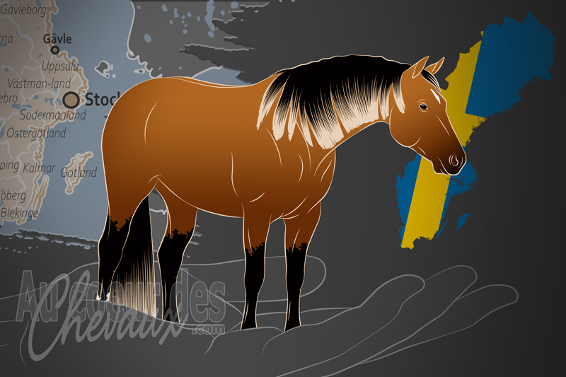 La Swedish Quarter Horse Association un organisme de race en Su�de