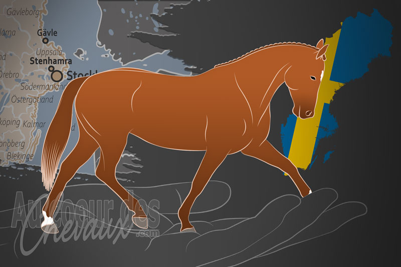 L'Association Su�doise de Chevaux de Sang Chaud d'Am�rique du Nord, un organisme de gestion du selle su�dois en su�de