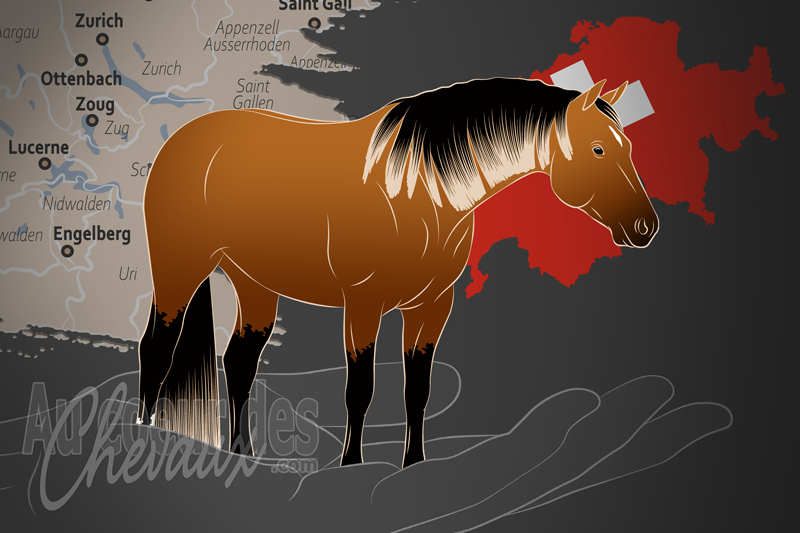 La Swiss Quarter Horse Association un organisme de race en Suisse
